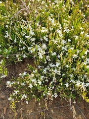 Jasminum quinatum