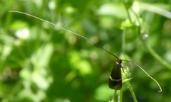 Adela australis