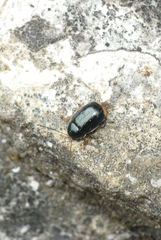 Cryptocephalus marginellus