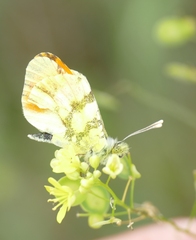 Anthocharis euphenoides