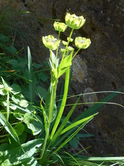 Bupleurum stellatum