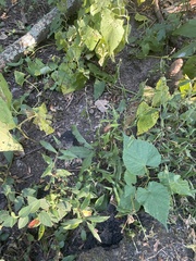 Persicaria longiseta