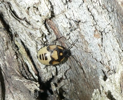 Tritomegas bicolor