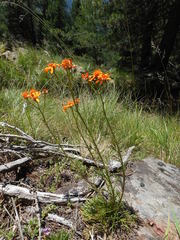 Jacobaea abrotanifolia