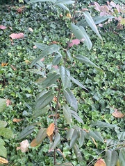 Photinia serratifolia
