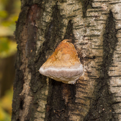 Fomitopsis pinicola