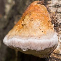 Fomitopsis pinicola