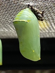 Danaus