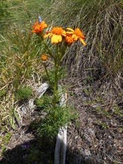 Jacobaea abrotanifolia