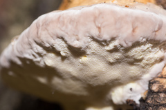 Fomitopsis pinicola