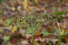 Conioselinum chinense
