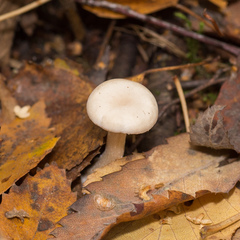 Clitocybe