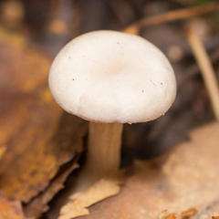 Clitocybe