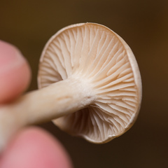 Clitocybe
