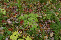 Conioselinum chinense