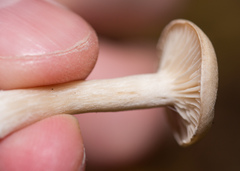 Clitocybe