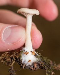 Clitocybe