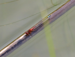 Xanthagrion erythroneurum