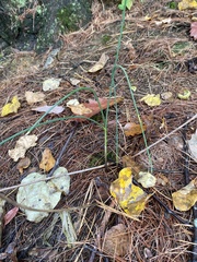 Allium vineale
