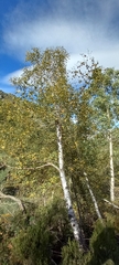 Betula celtiberica