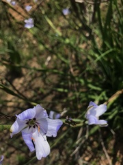 Aristea spiralis