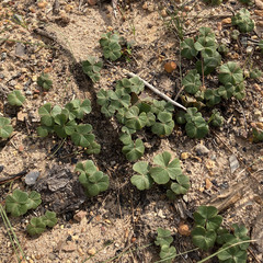 Oxalis truncatula