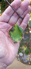 Betula celtiberica