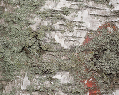 Phaeophyscia orbicularis