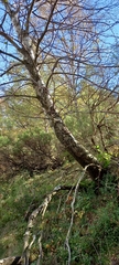 Betula celtiberica