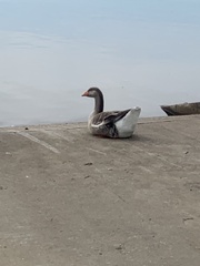 Anser anser domesticus × anser cygnoides domesticus