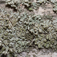 Phaeophyscia orbicularis