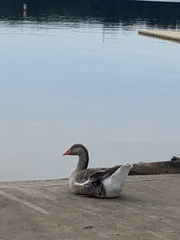 Anser anser domesticus × anser cygnoides domesticus