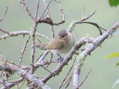 Vireo