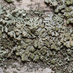 Phaeophyscia orbicularis