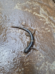 Plethodon glutinosus