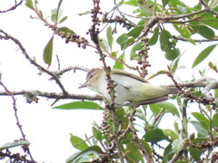 Vireo