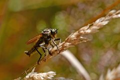 Eutolmus rufibarbis