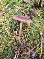 Cortinarius croceus