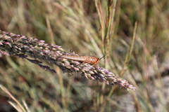 Panicum amarum
