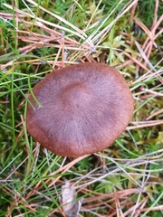 Cortinarius croceus