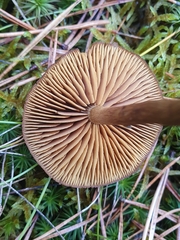 Cortinarius croceus