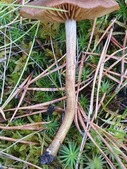 Cortinarius croceus