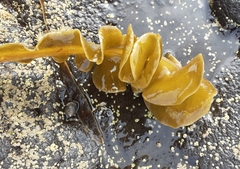 Saccorhiza polyschides