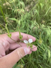 Geranium richardsonii