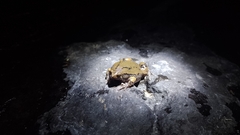 Hypopachus variolosus