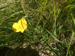 Potentilla grandiflora