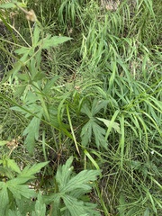 Geranium richardsonii
