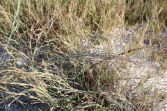 Panicum amarum