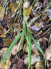 Dactylis glomerata