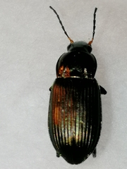 Poecilus